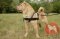 大型犬のシャーペイ用の犬ぞりハーネス