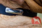 犬用首輪│ボルドー・マスティフ用ネームプレート首輪