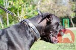 超大型犬　首輪(ナッパレザー付)
