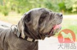 ナポリタンマスティフ用プレート付きナイロン首輪