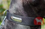 ナイロン製超大型犬　首輪(ネームプレート入り)
