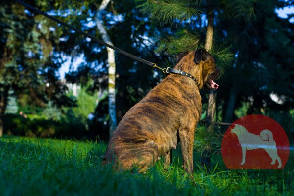 大型犬用可愛らしい首輪
