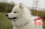 【大型犬首輪 】サモエドに向いている本革首輪
