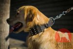 ゴールデンレトリバー　首輪(幅広)