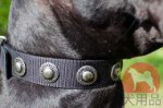 グレートデン　首輪(コンチョ)
