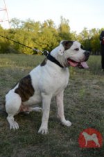 アメブル用ナイロン首輪