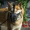 犬用おしゃれなマズル　攻撃訓練や日常散歩にぴったり！
