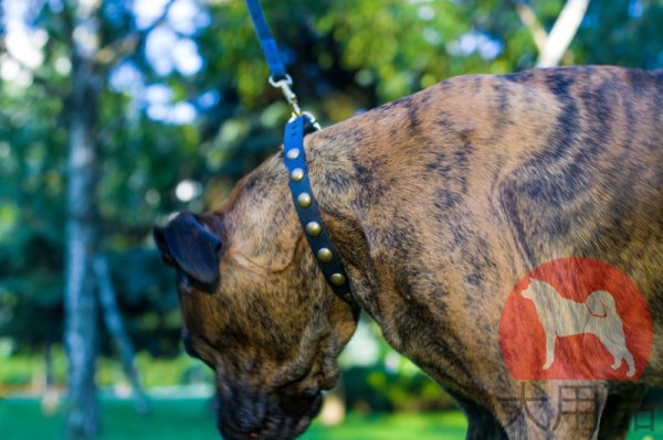 大型犬用チョークカラー　本革製