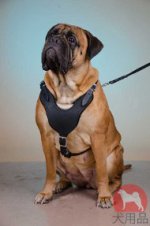 ブルマスティフ　ハーネス(攻撃用)