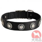 マウンテンドッグ用首輪　おしゃれコンチョ付