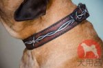 ブルマスティフ　首輪(有刺鉄線)