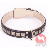 大型犬用二重革　スタイルカラー