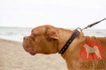犬首輪│ボルドー・マスティフ用おしゃれ首輪