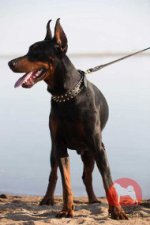 ドーベルマン用かっこいい首輪