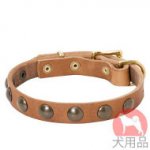 丸型スタッズ付犬　首輪(19mm、黄銅)