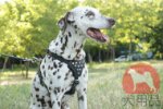 ダルメシアン用ハーネス