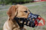 ゴールデンレトリバー　口輪