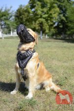 ゴールデンレトリバー　ハーネス(有刺鉄線柄)