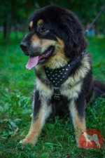 マスティフ　ハーネス(ピラミッド)