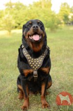 大型犬のロットワイラー向けのハーネス