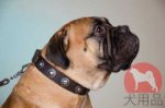 ブルマスティフ　首輪(コンチョ付)