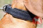 犬用首輪│ボルドー・マスティフ用フェルト裏地首輪