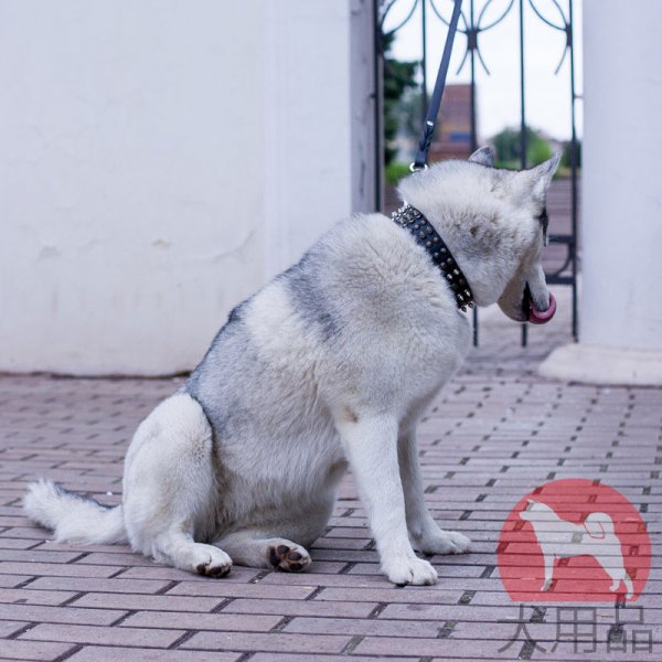 スタッズ　首輪(星型、黄銅)