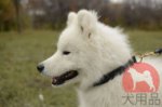 【大型犬用革製チョーク首輪】サモエド用革チョーカー