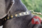 大型犬　首輪(ドットスタッズ付き)