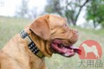 犬の首輪│ボルドー・マスティフ用豪華な革首輪