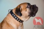 ブルマスティッフ　首輪 (縦プレート)
