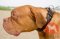 犬の首輪│ボルドー・マスティフ用首輪