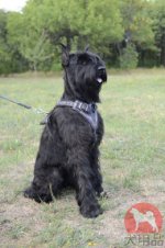 海外　大型犬用ハーネス　有刺鉄線柄