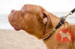 犬用首輪│ボルドー・マスティフ用おしゃれプレート付き首輪