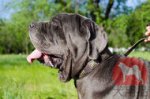 ナポリタンマスティフ用オリジナルプレート付き首輪
