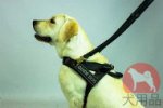 ラブラドール用盲導犬ハーネス