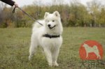 【犬ぞりハーネス】サモエド用ハーネス