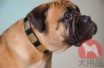 ブルマスティフ　首輪(プレート付)