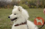 大型犬のサモエド用首輪　革