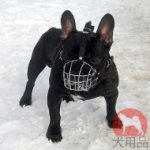 フレンチブルドッグ　口輪