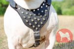 アメリカンブルドッグ　ハーネス　スタッズ付