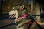 大型犬用ピンクレザーカラー　高級