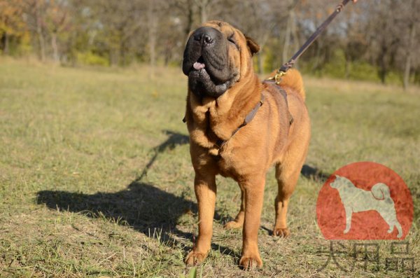 大型犬　ハーネス(軽量)