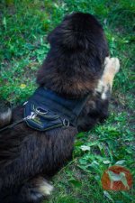 マスティフ用ナイロンハーネス