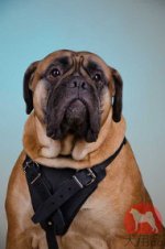 ブルマスティフ　ハーネス