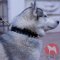 ハスキー　犬用品　大型犬用おしゃれ首輪　高質なレザー製