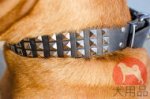 犬用首輪│ボルドー・マスティフ用ピラミッドスタッズ首輪