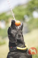 ラブラドール　首輪(ナイロン)