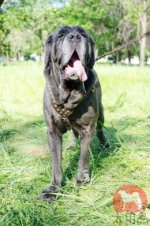 丸型スタッズ付きY型ハーネス