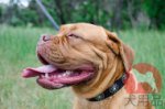 犬の首輪│ボルドー・マスティフ用コンチョ付き首輪